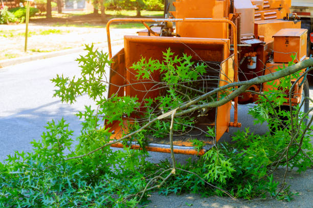 Best Tree Preservation Services  in Canton, GA