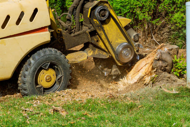 Canton, GA Tree Services Company