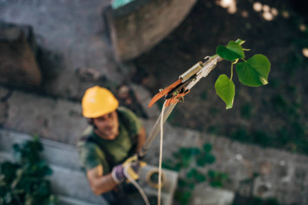 How Our Tree Care Process Works  in  Canton, GA