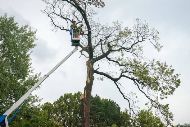 Best Firewood Processing and Delivery  in Canton, GA