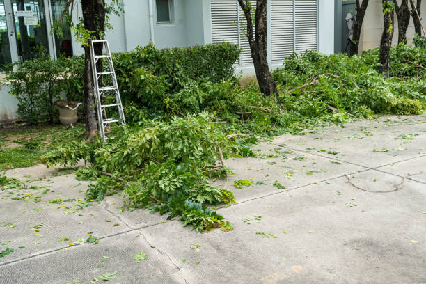 Best Tree Cabling and Bracing  in Canton, GA