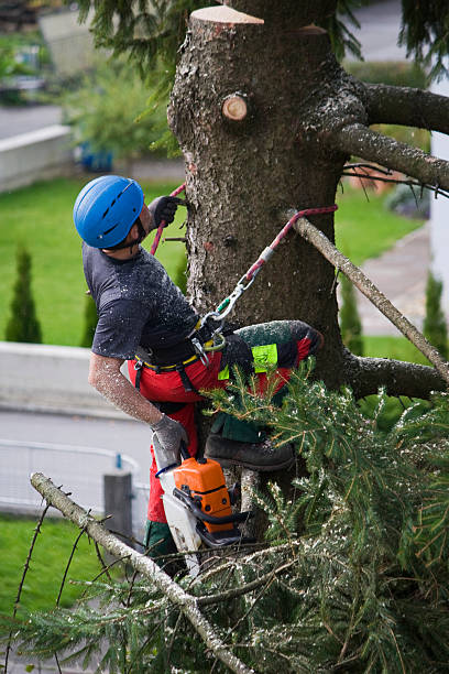 Organic Lawn Care Solutions in Canton, GA