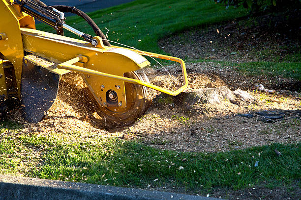 Best Tree and Shrub Care  in Canton, GA